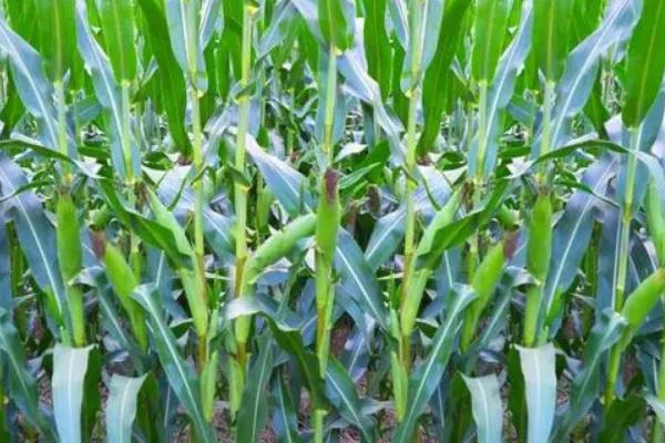 龙源9号玉米种子简介，基肥应每亩施35千克
