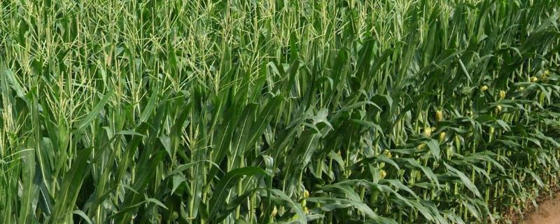 原玉2977玉米种简介，基肥应每亩施15千克