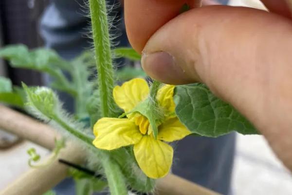 西瓜授粉期如何管理，人工授粉可以与蘸花相结合