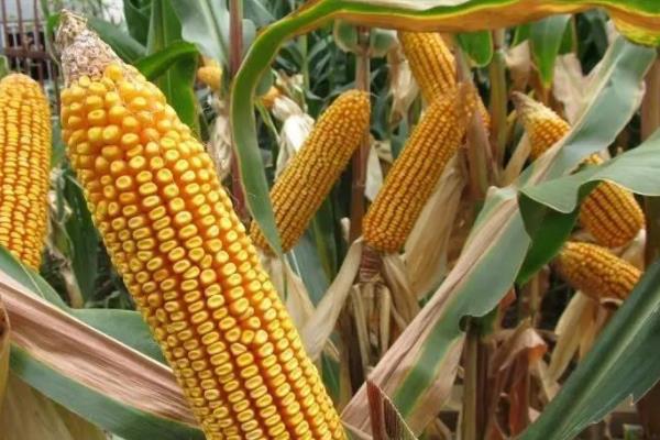 美联717玉米品种简介，适宜密度6000株/亩中