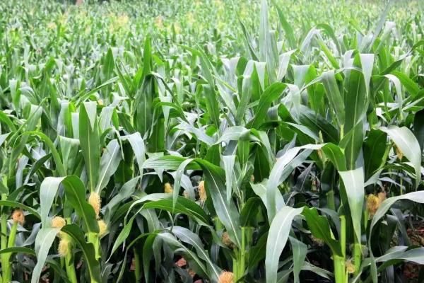 强盛399玉米品种简介，亩种植密度5500株