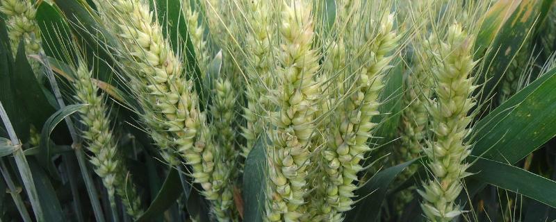 罗盘13小麦种子简介，生育期285天