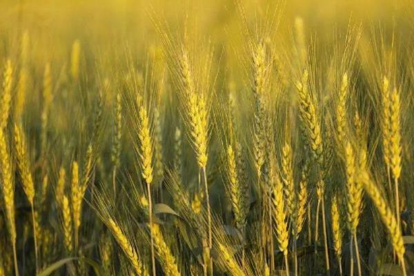 伊农22小麦品种的特性，小穗排列密度中等
