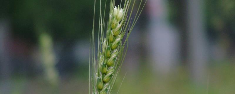 鲁丰128小麦种子简介，高抗白粉病