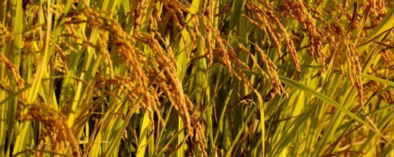 新粳3号水稻种子介绍，全生育期162.5天