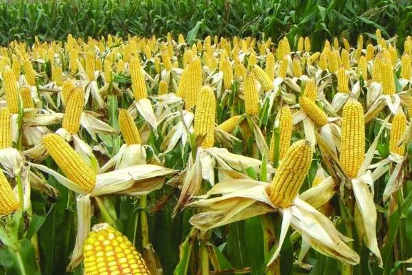 粒粒金701玉米种简介，3月中下旬至5月下旬播种