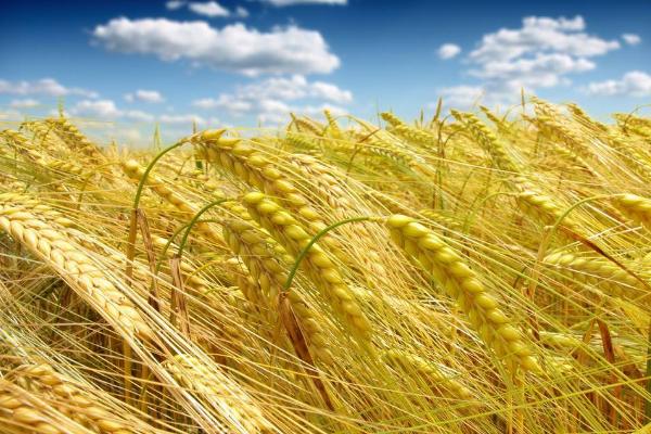 伊农22小麦品种的特性，小穗排列密度中等