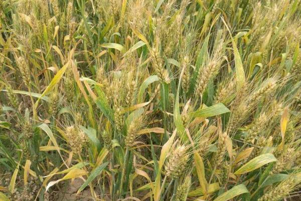 鲁丰128小麦种子简介，高抗白粉病