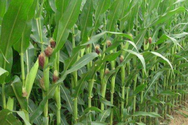 中元211玉米种子特征特性，注意防治瘤黑粉病