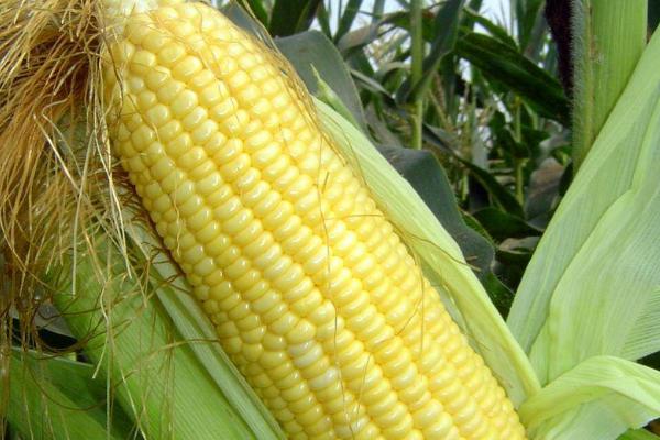 豫禾863玉米品种的特性，中等以上肥力地块种植