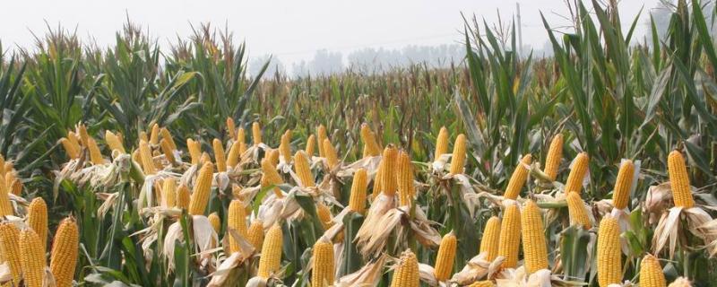 乐农101玉米种子特征特性，4月下旬至5月上旬播种