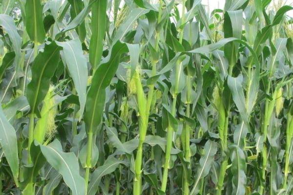 丰乐742玉米种子介绍，喇叭口期用药剂防治玉米螟危害