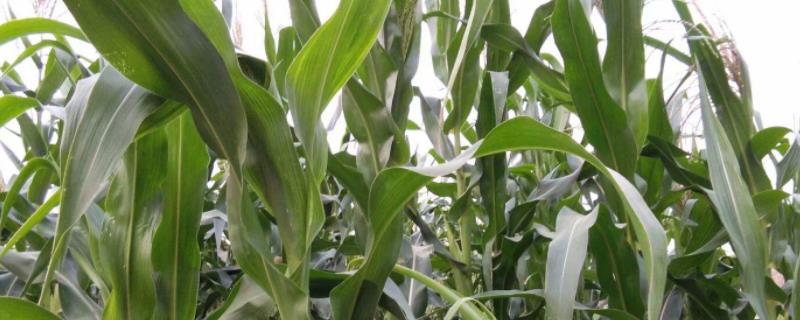 潞玉1850玉米品种简介，在起垄或播种时施足底肥