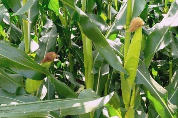 LPA607玉米种子特征特性，注意防治瘤黑粉病