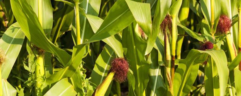 富尔2101玉米种子特征特性，种植密度4500株/亩