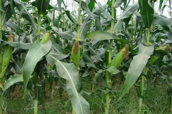 富尔2101玉米种子特征特性，种植密度