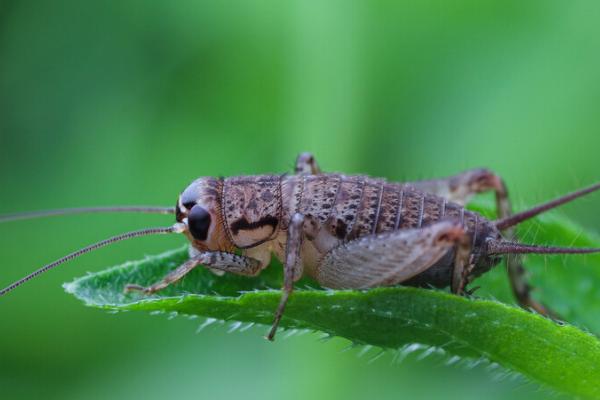 蟋蟀吃什么食物，野生蟋蟀嫩芽、嫩叶及根为食
