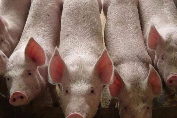 怎么辨别猪患上了哪种疾病，一般通过症状来辨别