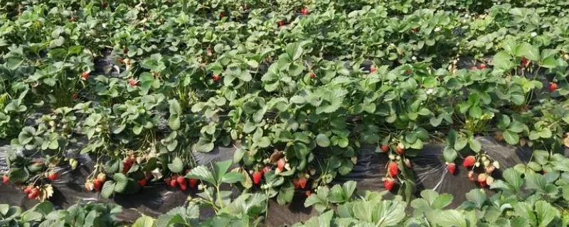 大棚草莓的栽培技术，实行轮作能提高草莓的抗病能力