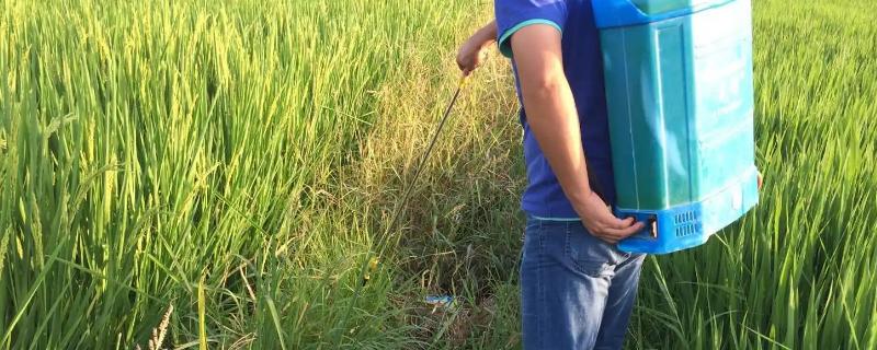 水稻田埂除草配方，杂草较多的话可喷施二甲四氯