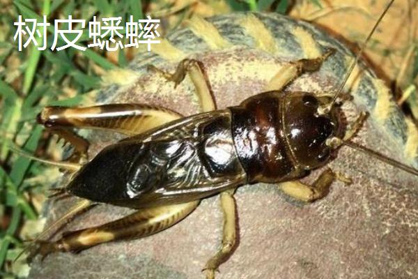 蟋蟀的品种，常见的有中华蟋蟀、大棺头蟋蟀、树皮蟋蟀等