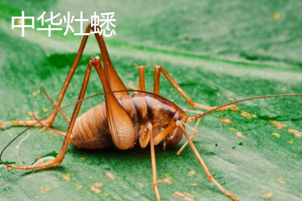 蟋蟀的品种，常见的有中华蟋蟀、大棺头蟋蟀、树皮蟋蟀等