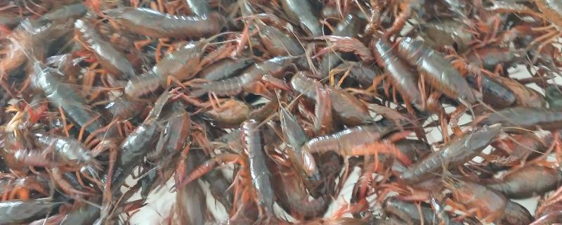 青红虾的产地，原产自美国的中南部和墨西哥的东北部