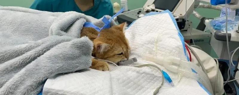 猫咪心肌肥大症，可能会导致猫咪猝死