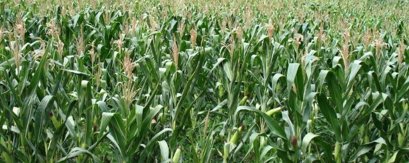 朗华133玉米品种的特性，适宜播期4月下旬至5月上旬