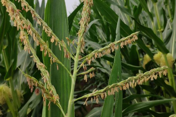 G1839玉米种子介绍，适宜播期为4月下旬－5月上旬