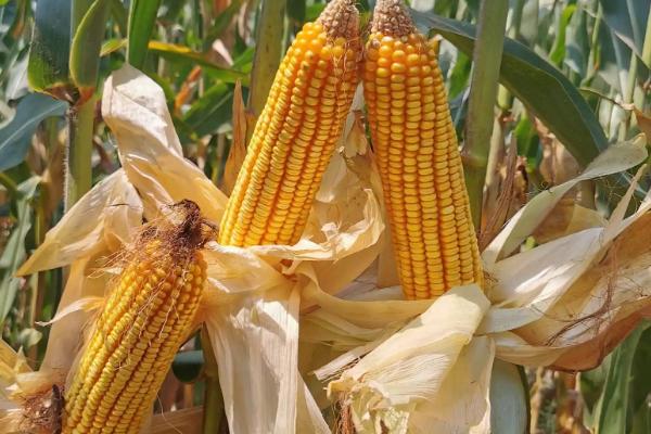 G1839玉米种子介绍，适宜播期为4月下旬－5月上旬