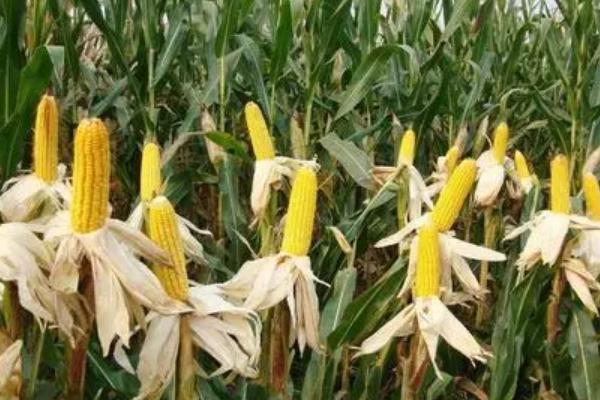 金博士1839玉米种子特征特性，4月下旬至5月上旬播种