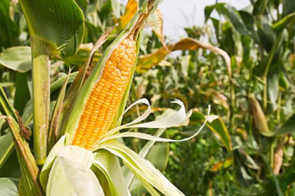 G1839玉米种子介绍，适宜播期为4月下旬－5月上旬