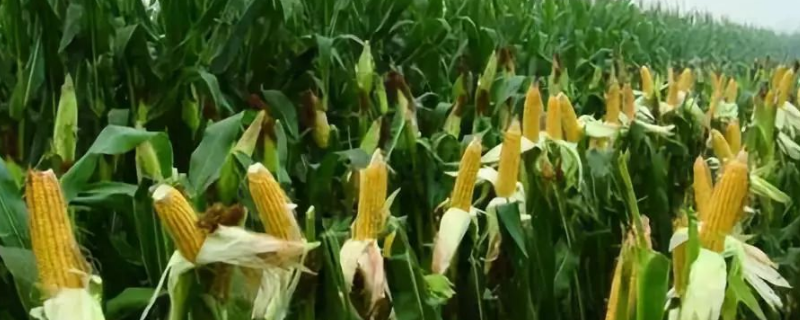 金苑玉197玉米种子特点，苗期注意防治地下害虫