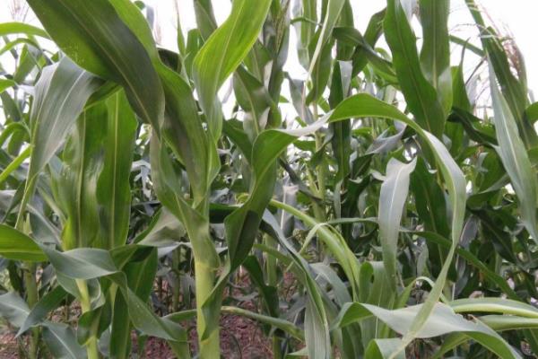 强盛270玉米种子特征特性，4月下旬至5月上旬播种