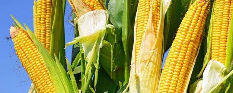 强盛270玉米种子特征特性，4月下旬至5月上旬播种