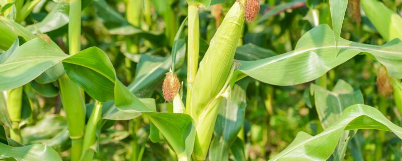 臻邦5玉米种子特点，中抗穗腐病