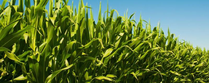 郑品玉571玉米种子特征特性，适宜密度4500株/亩