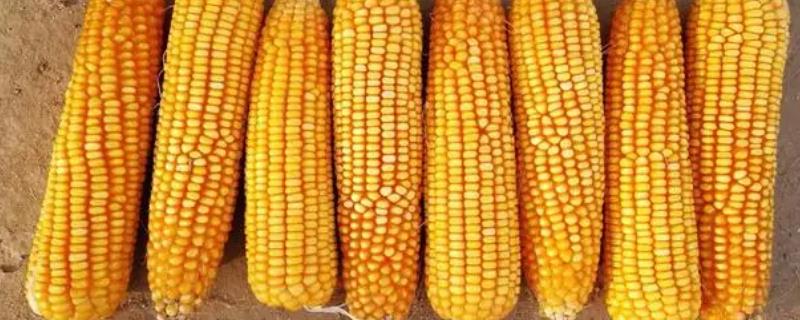 京农玉658玉米种子特点，中抗茎腐病