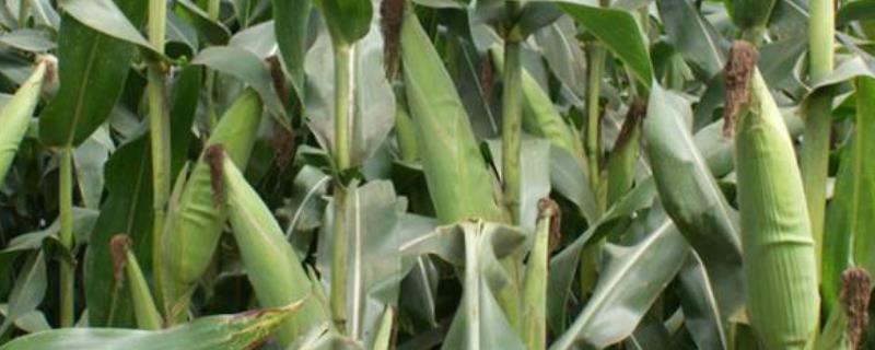 德科722玉米种子特征特性，中等以上肥力地块种植