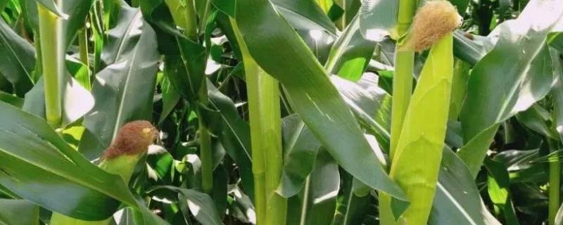 长征104玉米品种的特性，大喇叭口期主要防治玉米螟
