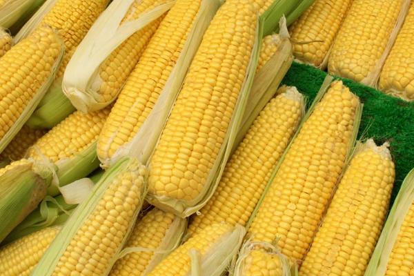 霖青3号玉米品种的特性，每亩施用尿素25千克