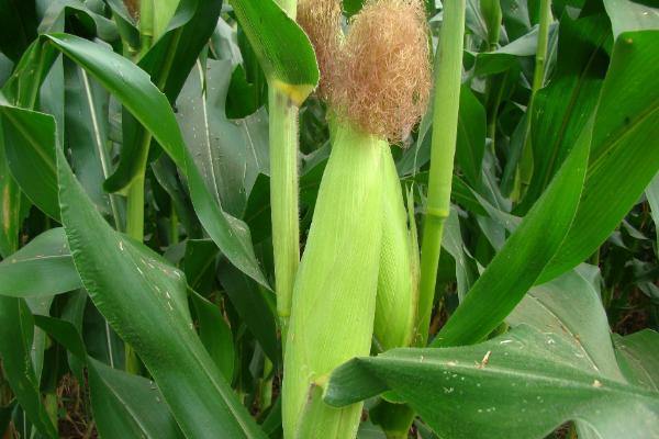 亨甜301玉米种子介绍，5厘米地温稳定通过12℃播种