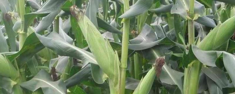 霖青3号玉米品种的特性，每亩施用尿素25千克