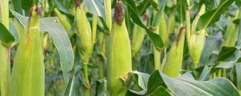 云玉8号玉米种子介绍，每亩用15千克尿素