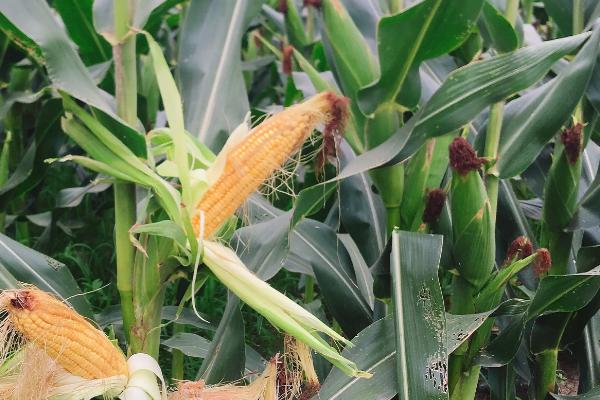 新中玉3198玉米种子特点，大喇叭口期应注意防治玉米螟