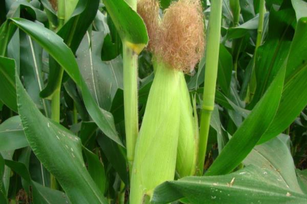 金象6117玉米品种简介，后期注意防治玉米螟