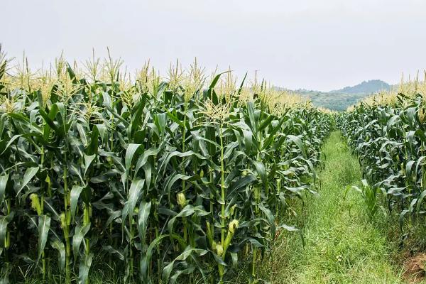 红宝1号玉米品种简介，注意防治丝黑穗病