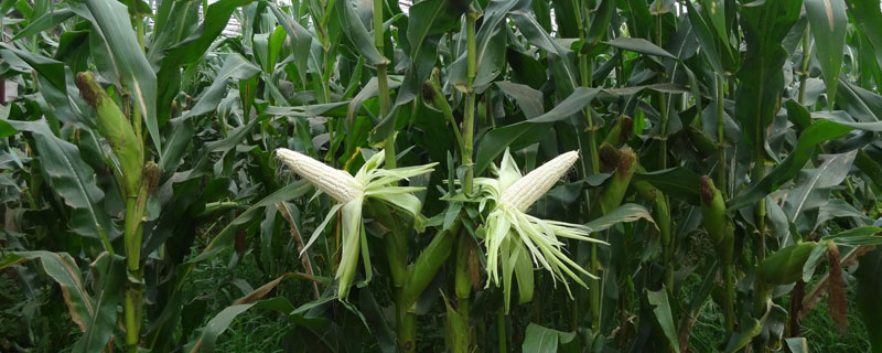 东单1331D玉米品种的特性，适墒播种