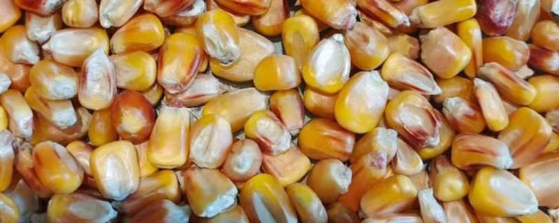 郑单958K玉米种子介绍，中抗小斑病